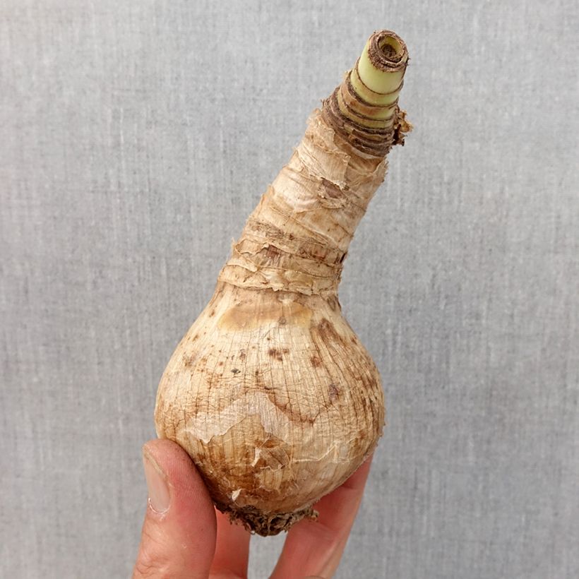 Spécimen de Crinum moorei Album - Crinole blanc  Bulbe calibre 24+ tel que livré au printemps