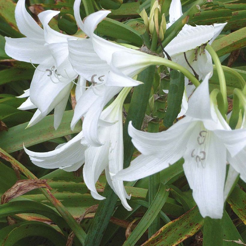 Crinum powellii Blanc (Flowering)