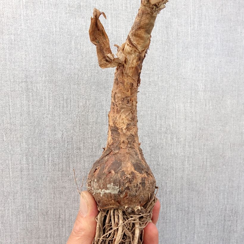 Example of Crinum powellii Blanc Bulbe calibre 24+ as you get in printemps