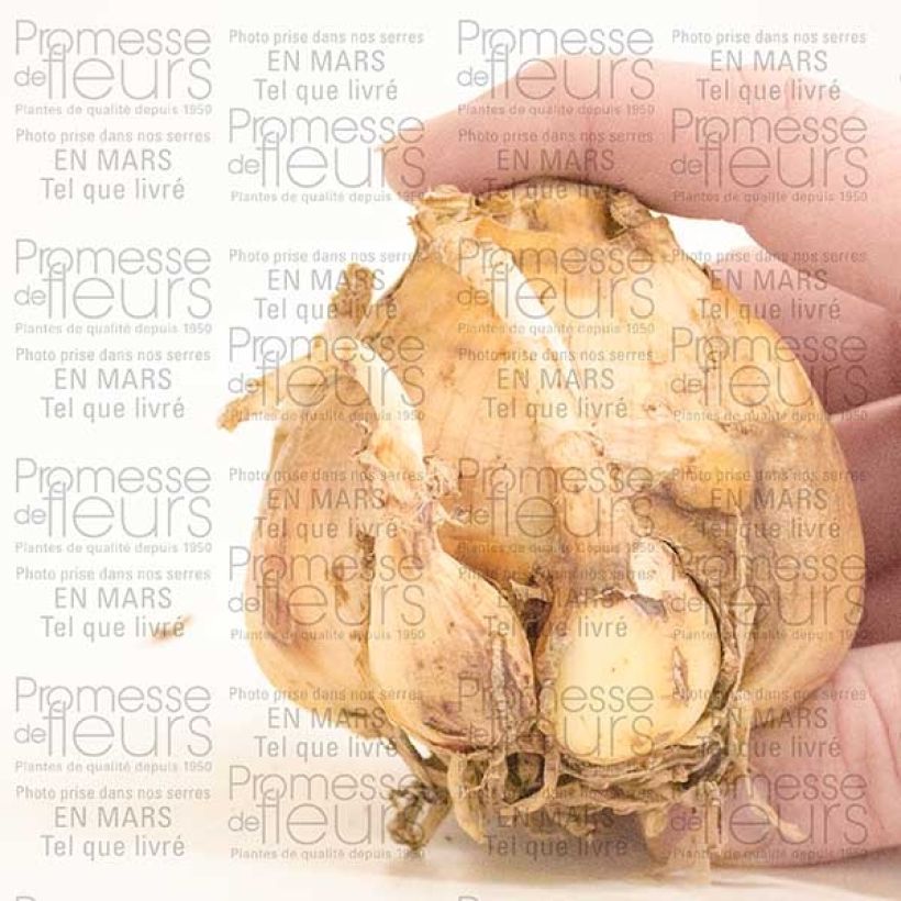 Exemple de spécimen de Crinum Striped Beauty Bulbe calibre 24+ tel que livré