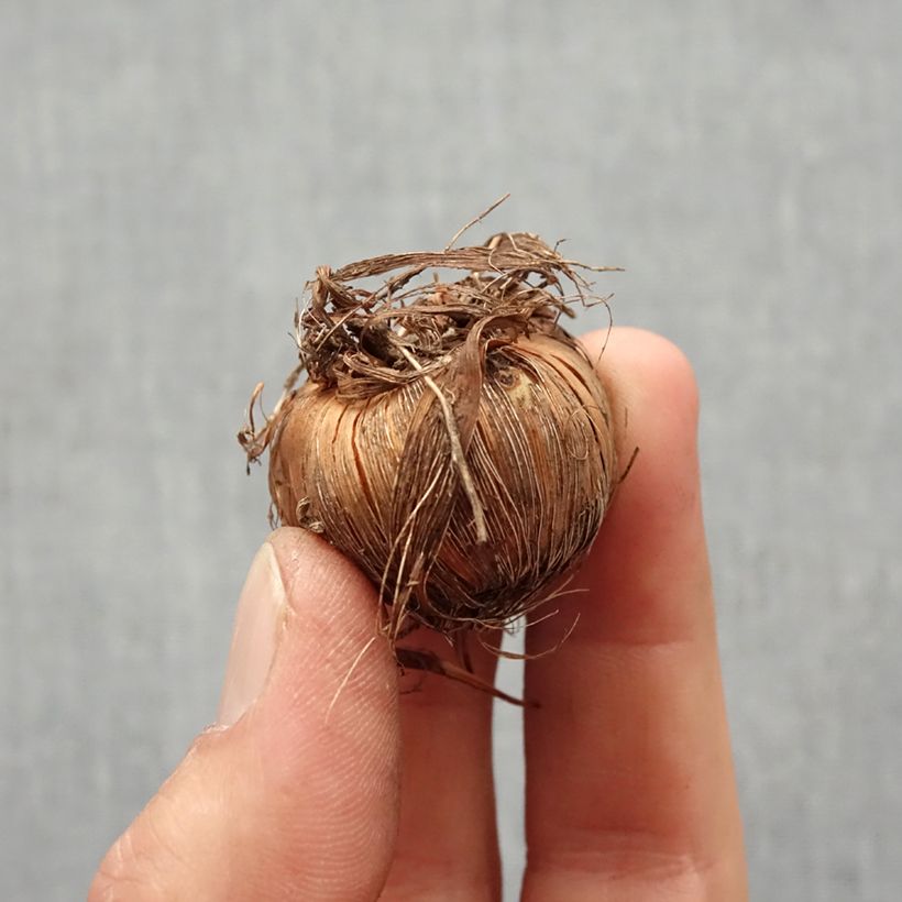 Spécimen de Crocosmia crocosmiiflora Buttercup - Montbretia jaune d'or pur. Bulbe calibre 7+ tel que livré au printemps