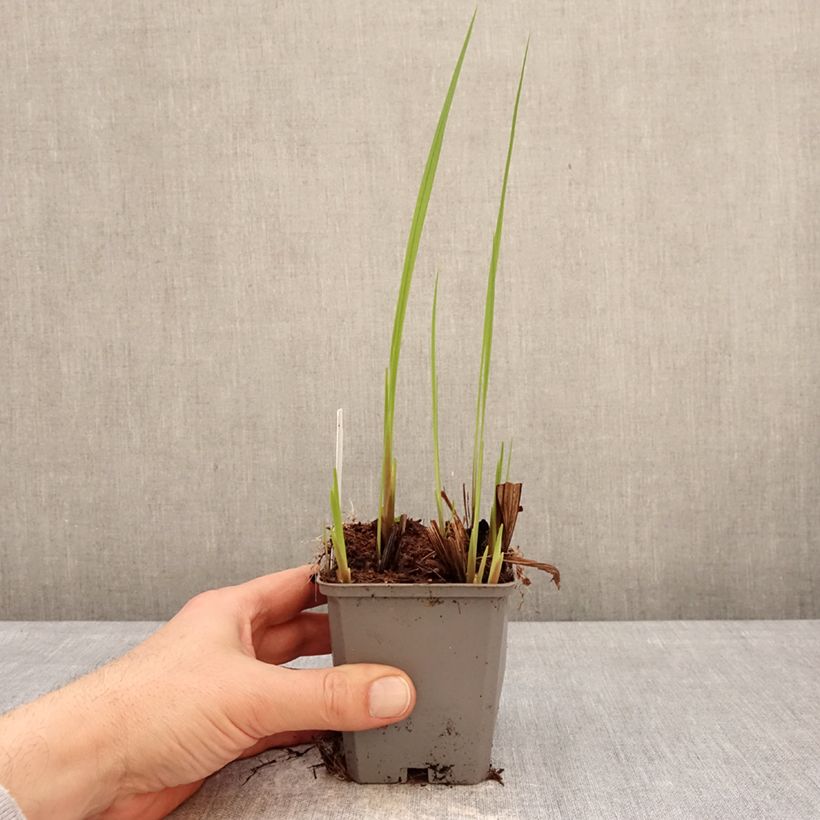 Spécimen de Crocosmia crocosmiiflora Buttercup - Montbretia jaune d'or pur. Godet de 8/9 cm calibre 7+ tel que livré en hiver