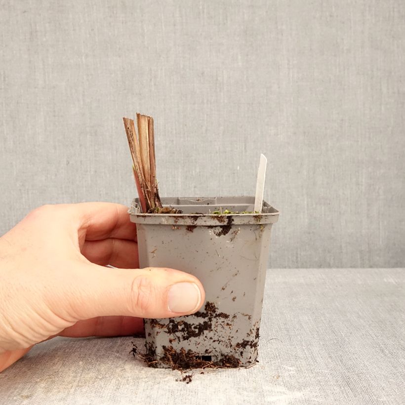 Example of Crocosmia crocosmiiflora Emberglow - Montbretia rouge orangé Godet de 8/9 cm calibre 8+ as you get in hiver