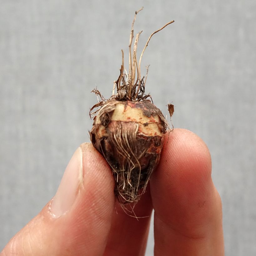 Spécimen de Crocosmia crocosmiiflora Norwich Canary -  Montbretia Bulbe calibre 7+ tel que livré au printemps