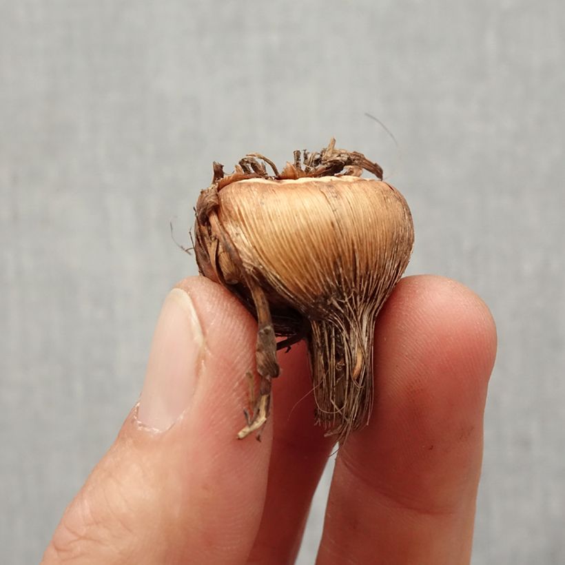 Spécimen de Crocosmia crocosmiiflora Sunglow - Montbretia jaune d'or Bulbe calibre 8+ tel que livré au printemps