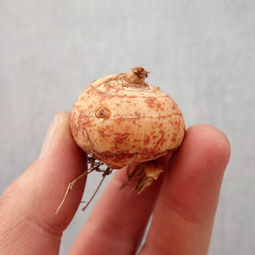 Example of Crocosmia Lucifer - Montbretia rouge écarlate Bulbe calibre 10+ as you get in printemps