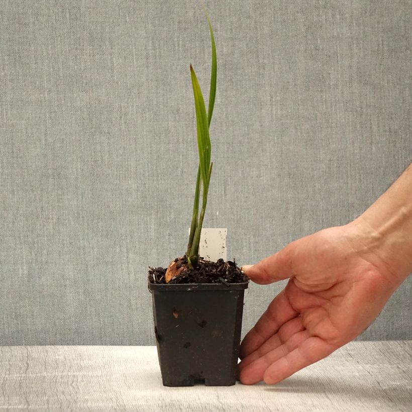 Example of Crocosmia Lucifer - Montbretia rouge écarlate Godet de 8/9 cm as you get in printemps