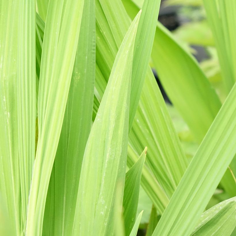 Crocosmia Lucifer - Montbretia rouge écarlate (Foliage)