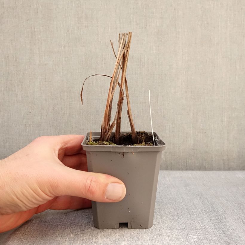 Example of Crocosmia masoniorum -  Montbretia orange vif Godet de 8/9 cm calibre 8/10 as you get in hiver