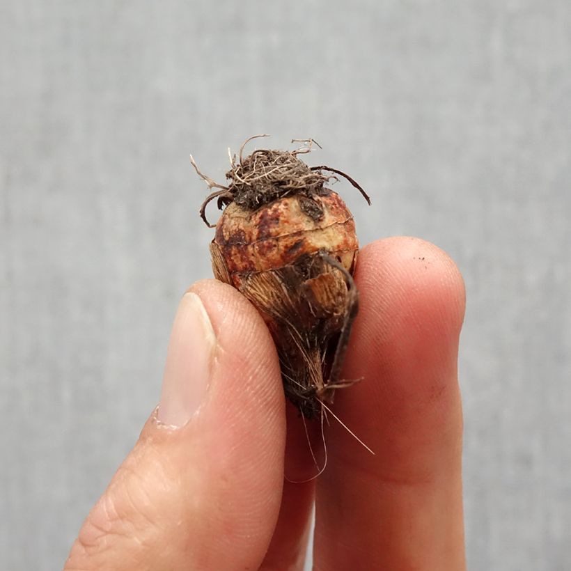 Spécimen de Crocosmia ou Montbretia Columbus Bulbe calibre 7+ tel que livré au printemps