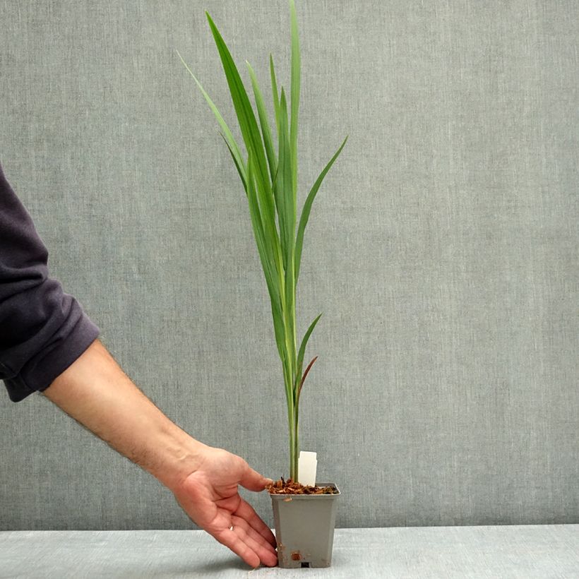 Spécimen de Crocosmia ou montbretia Fire King Godet de 8/9 cm calibre 6+ tel que livré en été