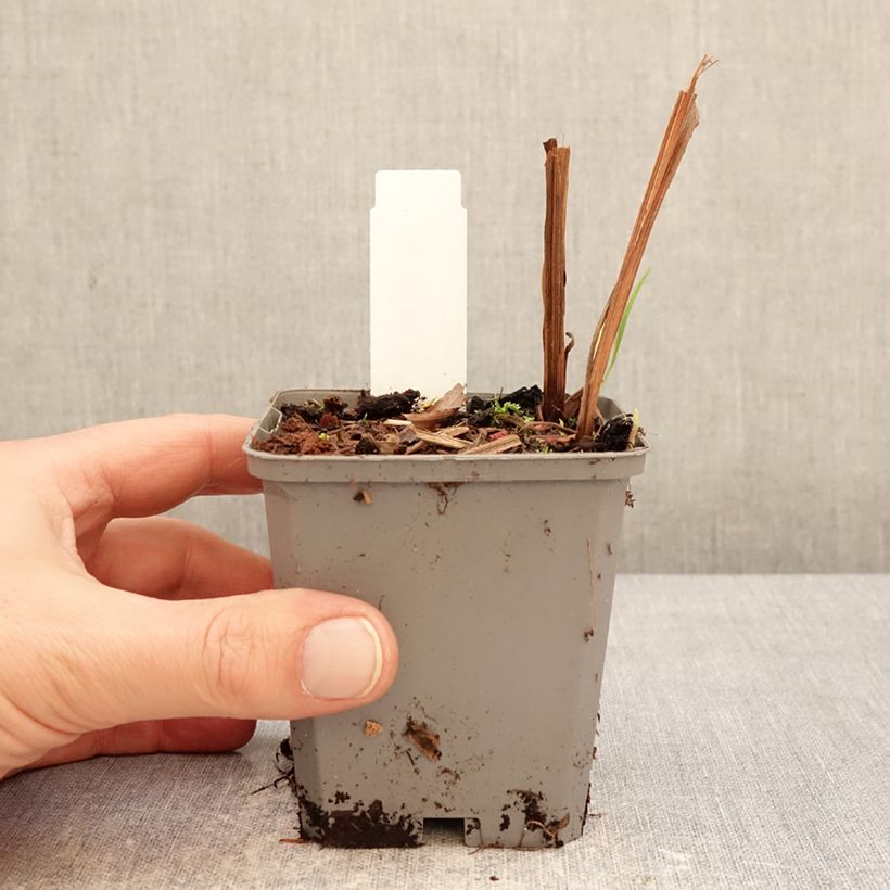 Spécimen de Crocosmia ou montbretia Fire King Godet de 8/9 cm calibre 6+ tel que livré en hiver