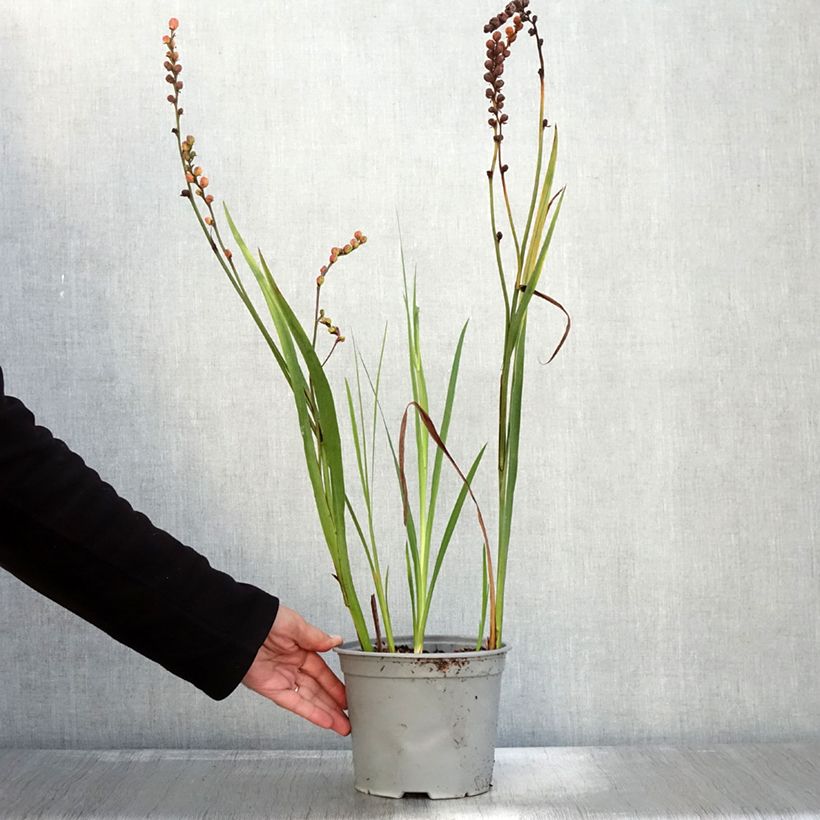 Spécimen de Crocosmia ou montbretia Fire King Pot de 3L/4L calibre 6+ tel que livré en automne