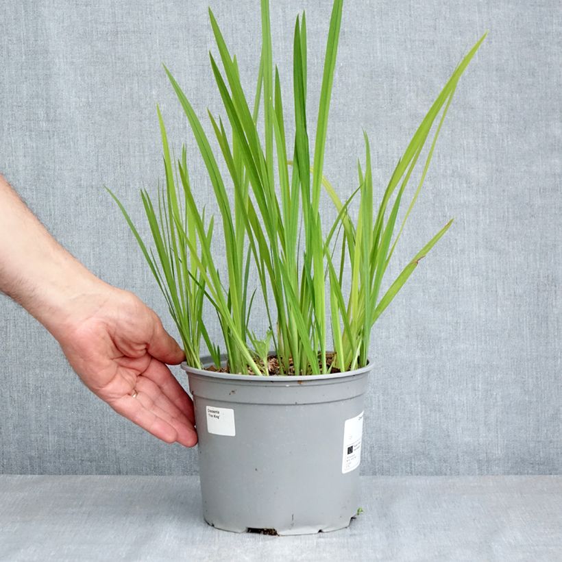 Spécimen de Crocosmia ou montbretia Fire King Pot de 3L/4L calibre 6+ tel que livré au printemps