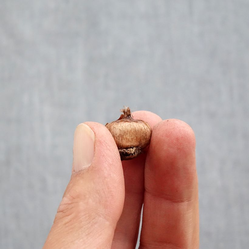 Example of Crocus ancyrensis - Crocus d'Ankara Bulbe calibre 5+ as you get in automne