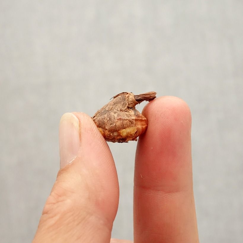 Example of Crocus botanique karduchorum - Crocus d'automne Bulbe calibre 6+ as you get in automne