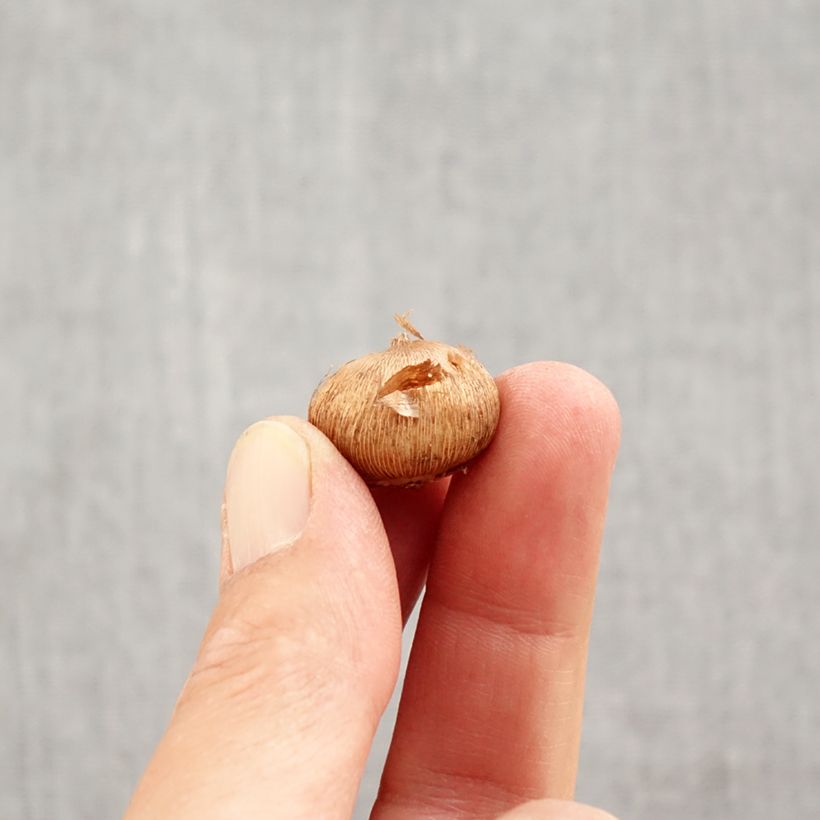 Example of Crocus botanique laevigatus Fontenayi - Crocus d'automne Bulbe calibre 4+ as you get in automne