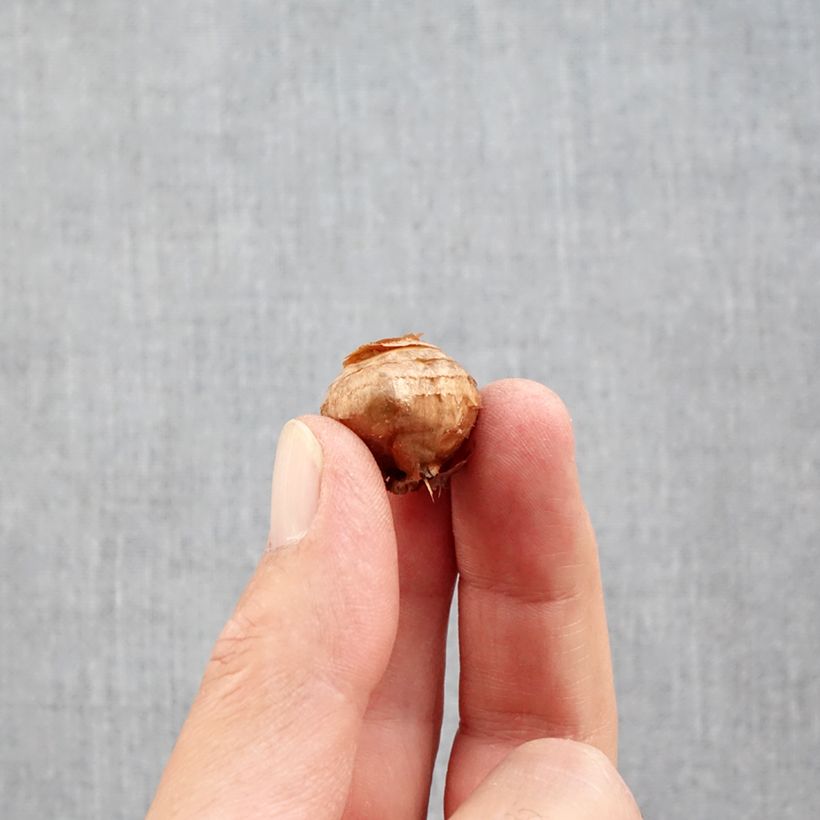 Example of Crocus botanique ochroleucus - Crocus d'automne Bulbe calibre 5+ as you get in automne