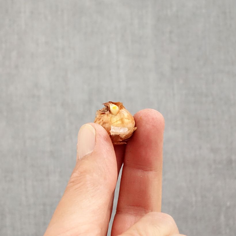 Example of Crocus Cartwrightianus albus Bulbe calibre 5+ as you get in automne