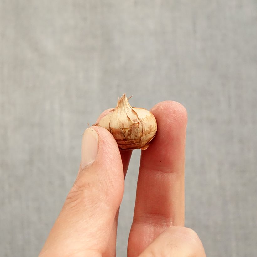 Example of Crocus chrysanthus Blue Marlin Bulbe calibre 6+ as you get in automne