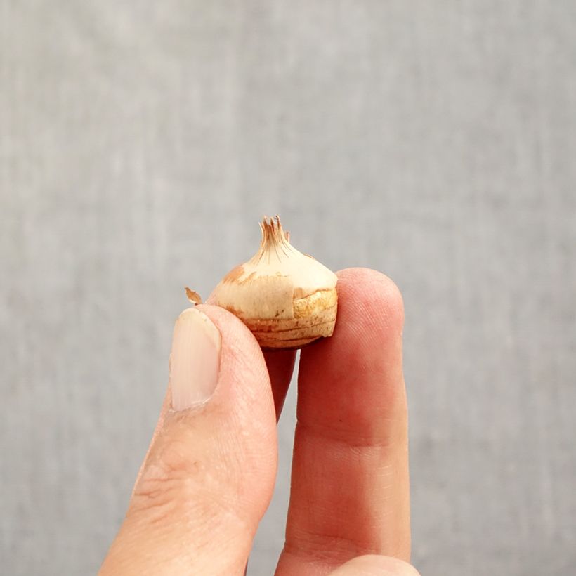 Spécimen de Crocus chrysanthus Blue Pearl Bulbe calibre 6+ tel que livré en automne