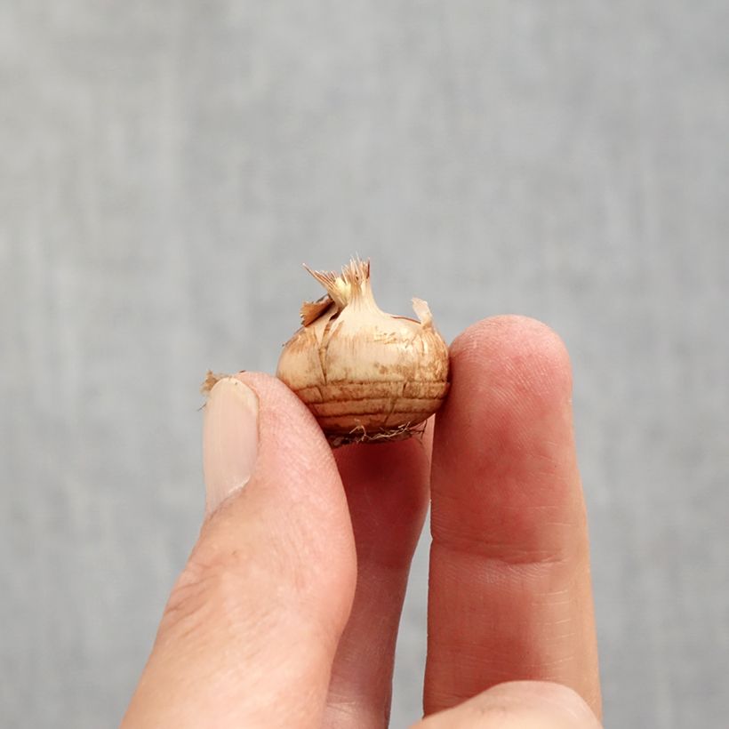 Spécimen de Crocus chrysanthus Cream Beauty Bulbe calibre 6+ tel que livré en automne