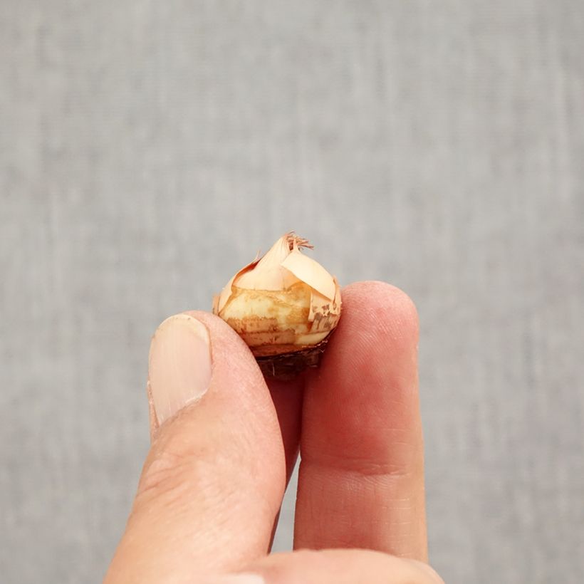 Spécimen de Crocus chrysanthus Fuscotinctus Bulbe calibre 6+ tel que livré en automne