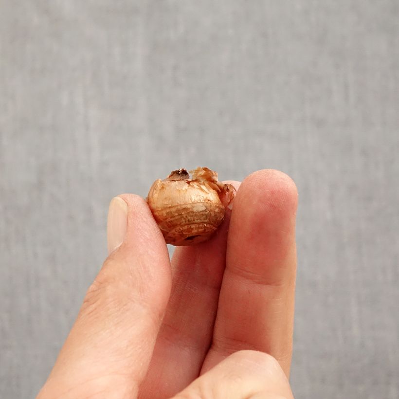 Spécimen de Crocus chrysanthus Gipsy Girl Bulbe calibre 5+ tel que livré en automne