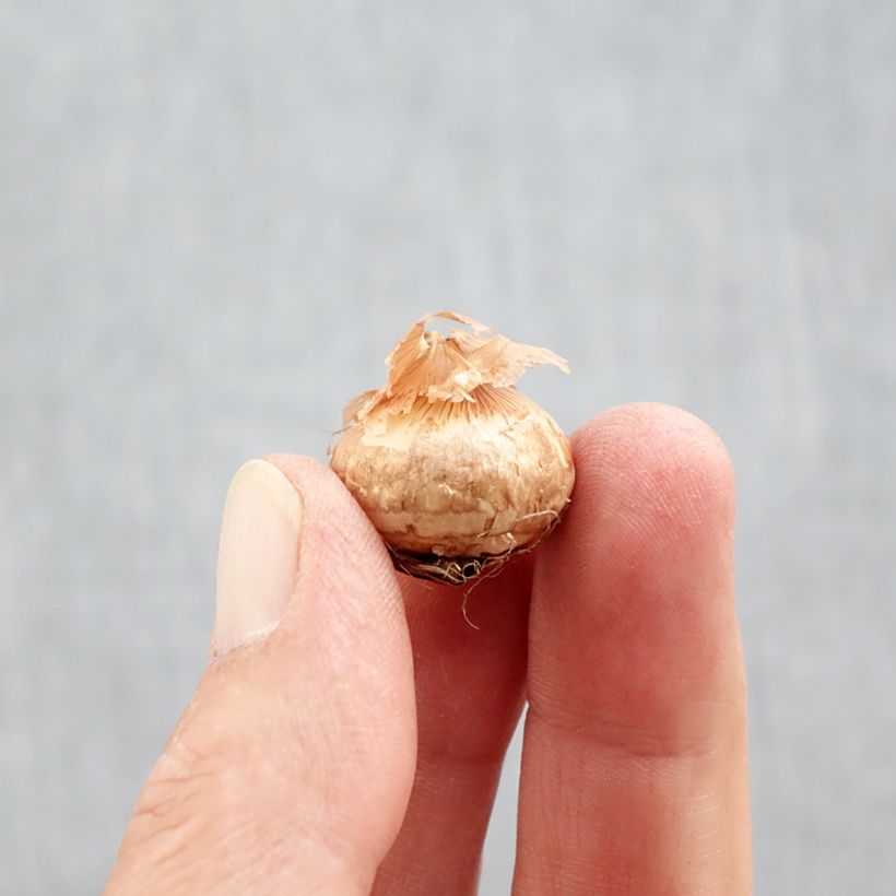 Example of Crocus chrysanthus Ladykiller  Bulbe calibre 5+ as you get in automne