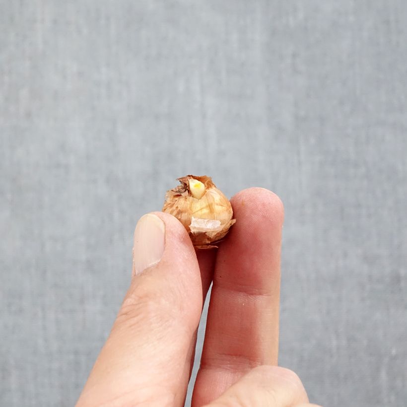 Spécimen de Crocus chrysanthus Miss Vain Bulbe calibre 5+ tel que livré en automne