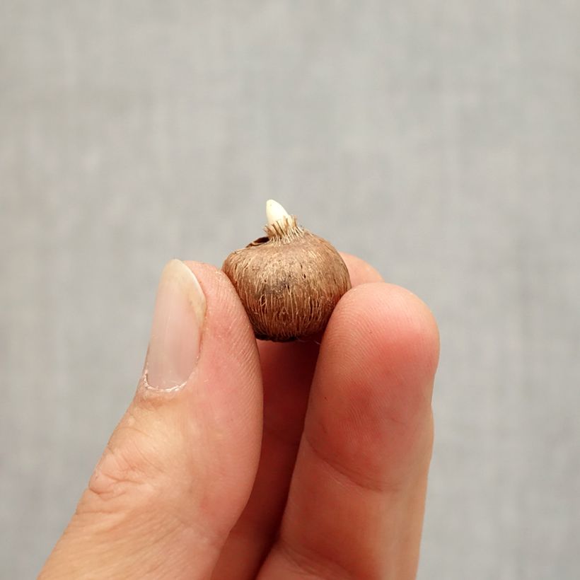 Spécimen de Crocus chrysanthus Zenith  Bulbe calibre I tel que livré en automne