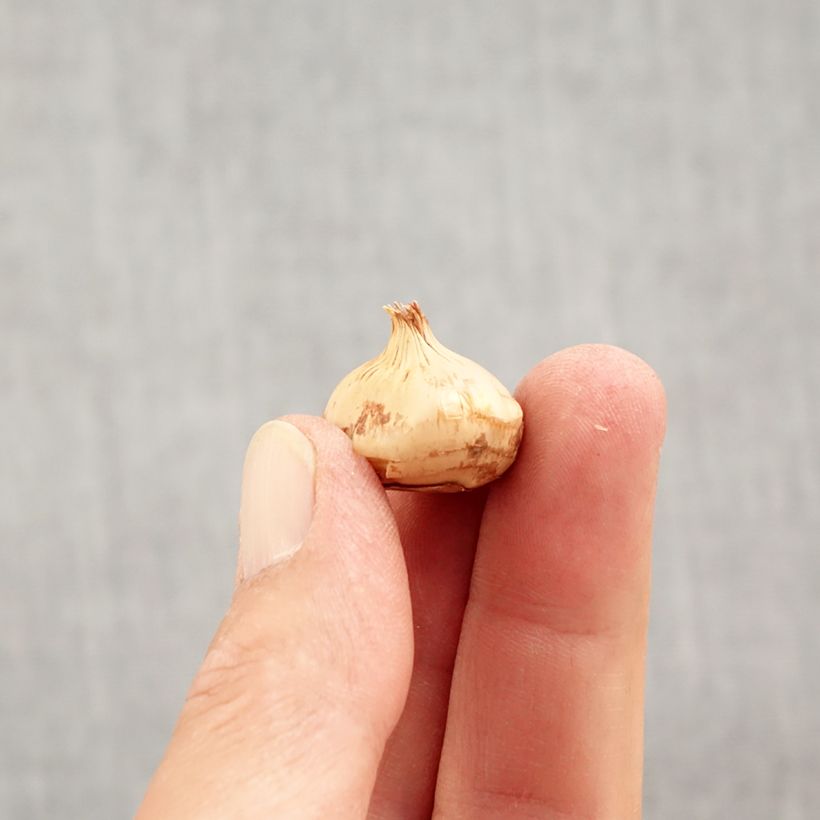 Example of Crocus chrysanthus Zwanenburg Bronze Bulbe calibre 5+ as you get in automne