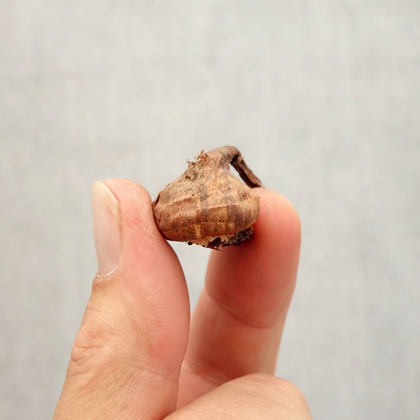 Example of Crocus korolkowii Bulbe calibre 6+ as you get in automne