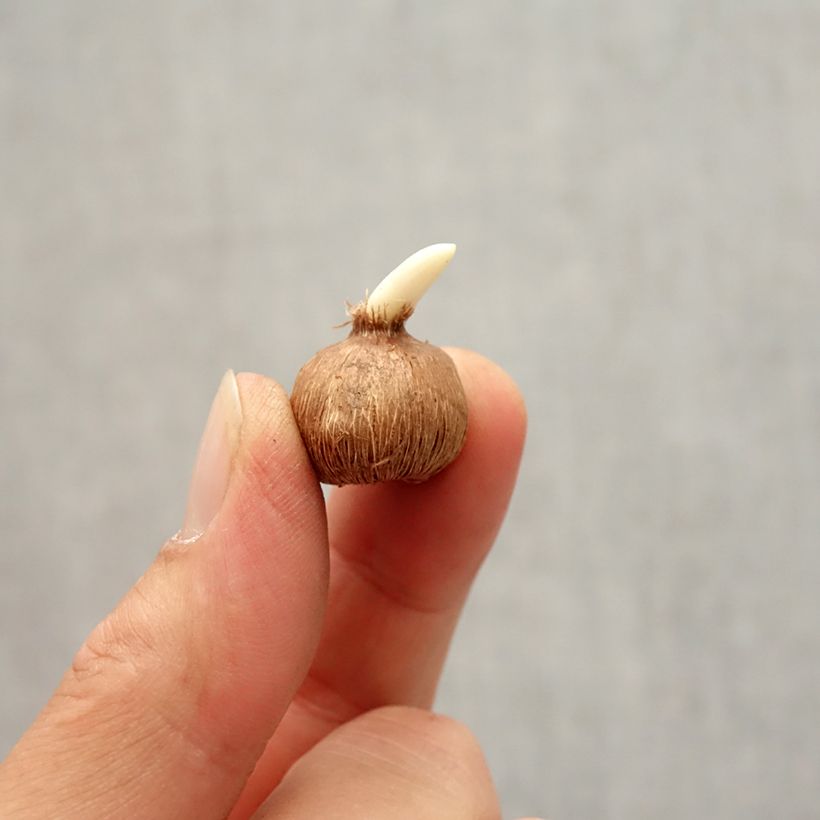 Example of Crocus kosaninii April View Bulbe calibre I as you get in automne