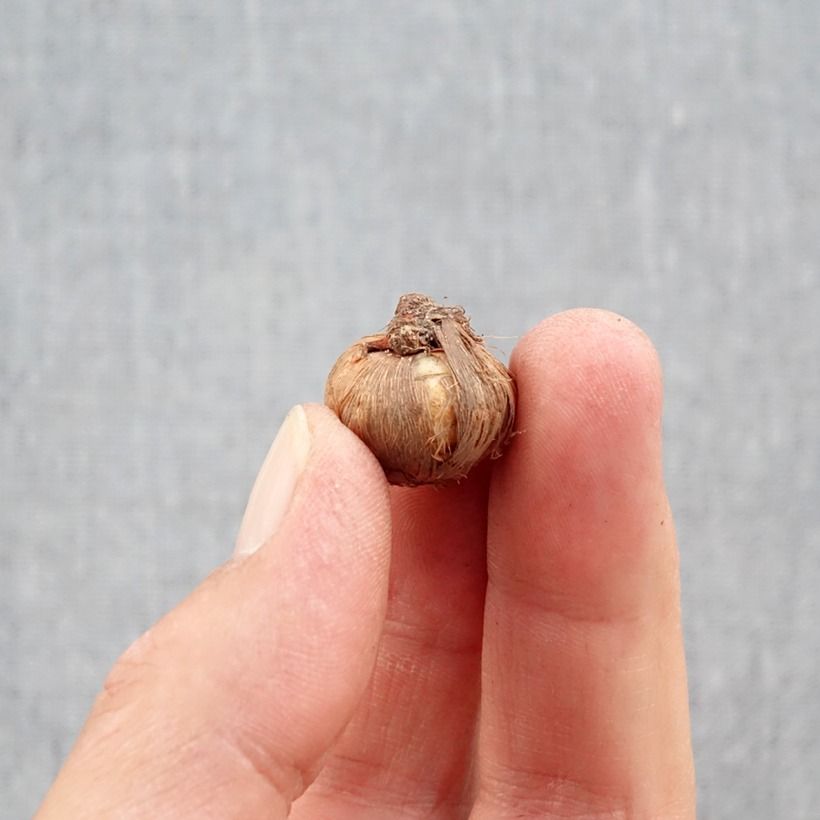 Example of Crocus ligusticus - Crocus d'automne Bulbe calibre 5+ as you get in automne