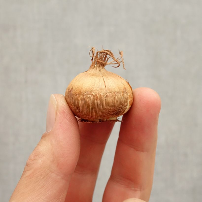 Spécimen de Crocus Mammouth Grand Jaune (Golden Yellow) Bulbe calibre 8+ tel que livré en automne