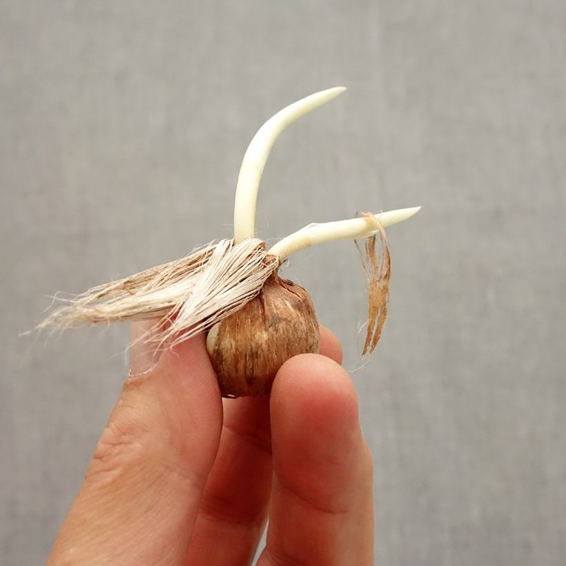 Spécimen de Crocus Mammouth Pickwick Bulbe calibre 8+ tel que livré en automne