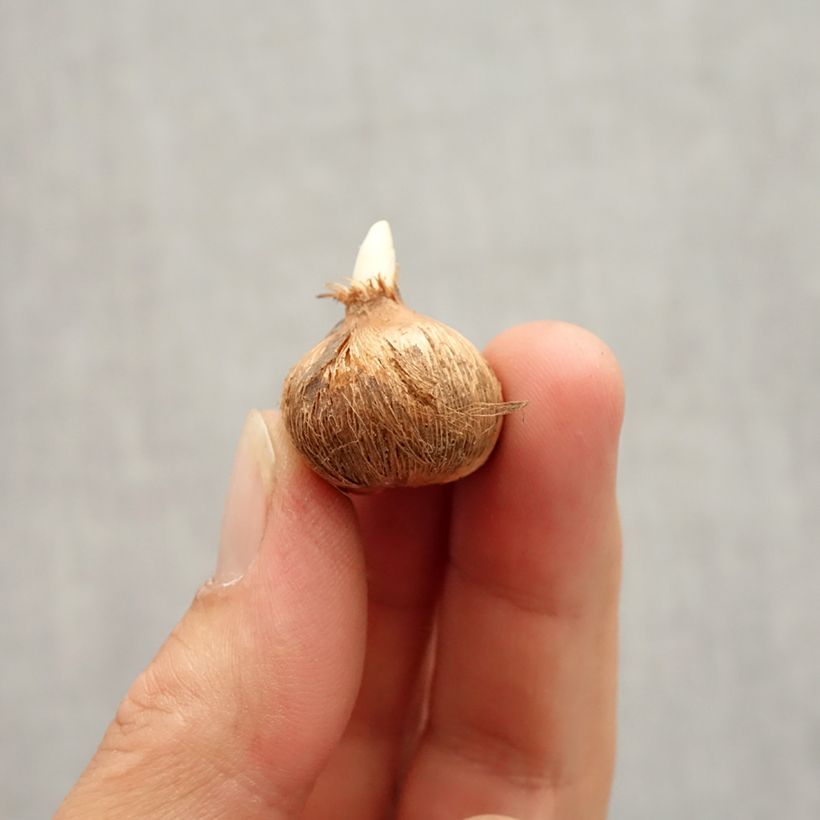 Example of Crocus Mammouth Whale Shark Bulbe calibre 7+ as you get in automne