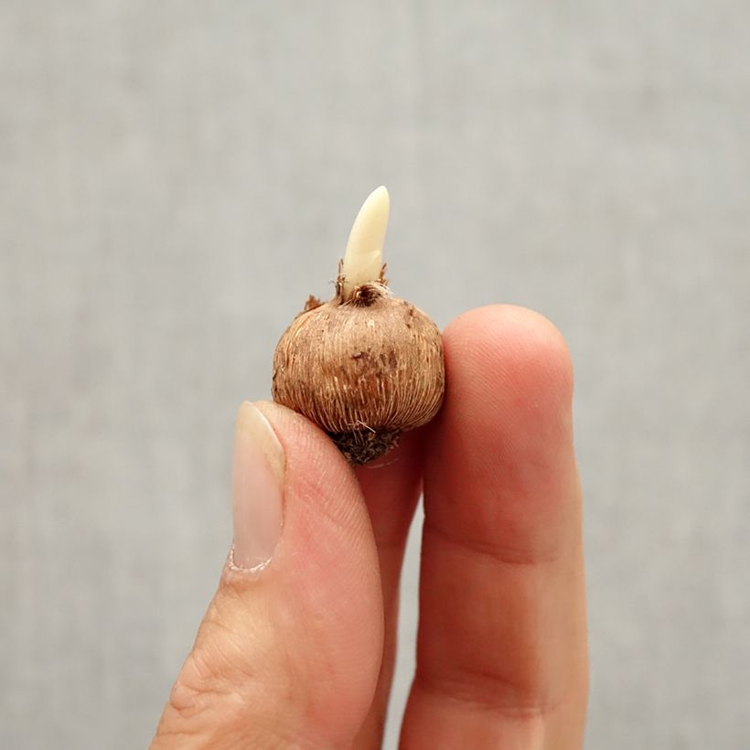 Spécimen de Crocus minimus Bavella Bulbe calibre I tel que livré en automne