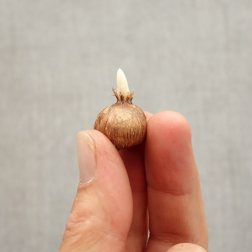 Spécimen de Crocus olivieri ssp olivieri Bulbe calibre I tel que livré en automne