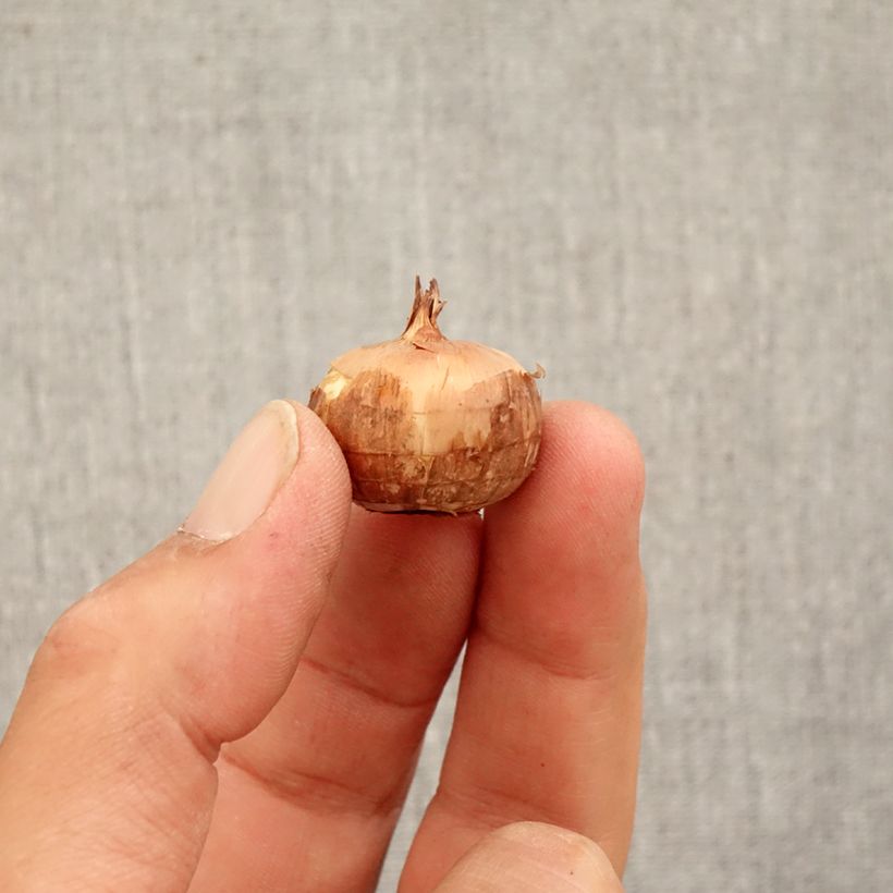 Example of Crocus pulchellus Zephyr - Crocus d'automne Bulbe calibre 5+ as you get in automne