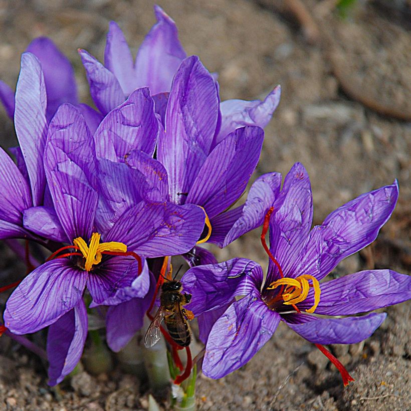 Crocus sativus - Safran (Flowering)
