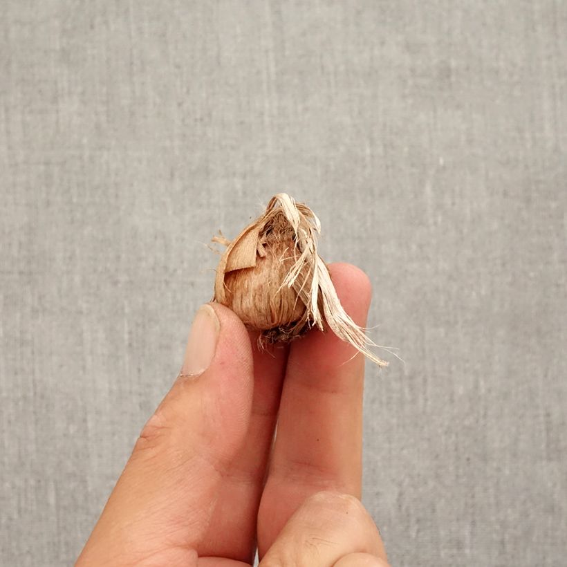 Example of Crocus sativus - Safran Bulbe calibre 8+ as you get in automne