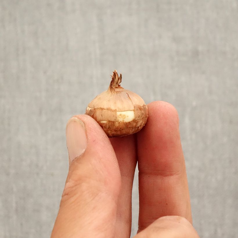 Example of Crocus Speciosus Albus Bulbe calibre 5+ as you get in automne