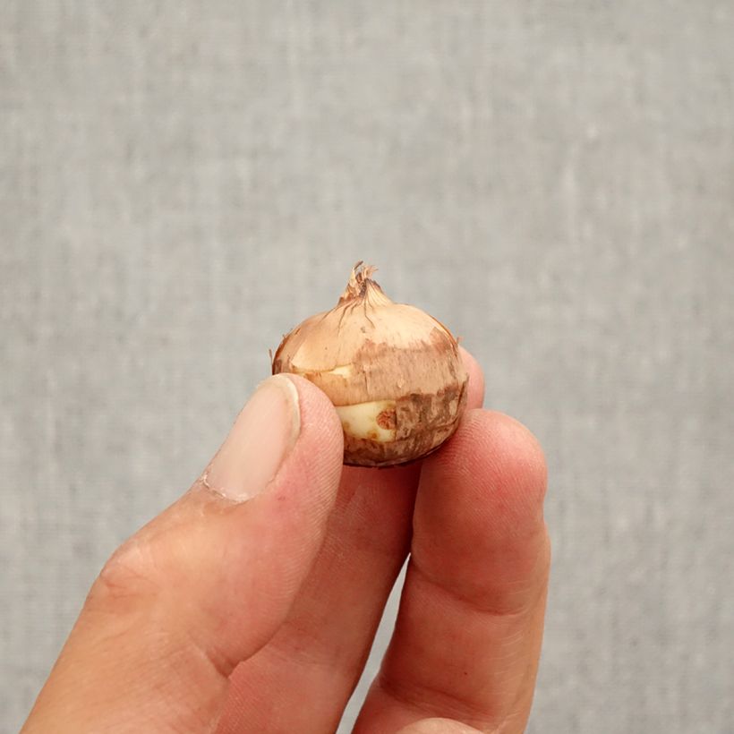 Example of Crocus speciosus Artabir - Crocus d'automne Bulbe calibre 5+ as you get in automne