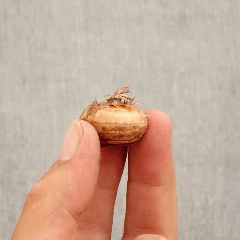 Example of Crocus speciosus Cassiope - Crocus d'automne Bulbe calibre 5+ as you get in automne