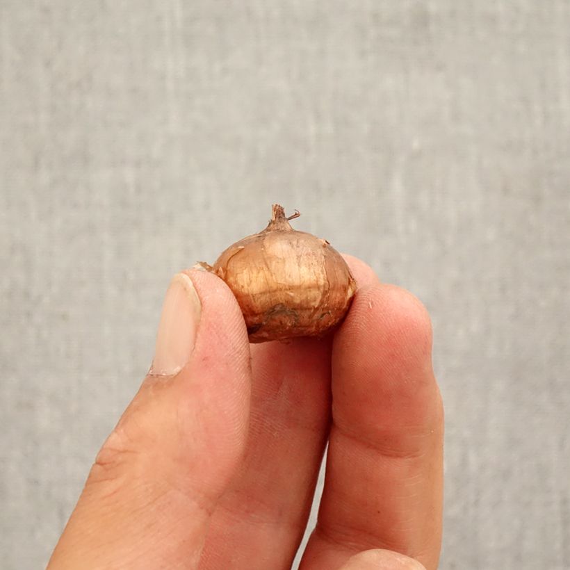 Example of Crocus speciosus Conquéror Bulbe calibre 5+ as you get in automne