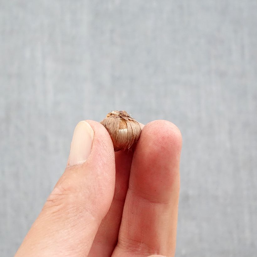 Example of Crocus Stellaris Bulbe calibre 5+ as you get in automne