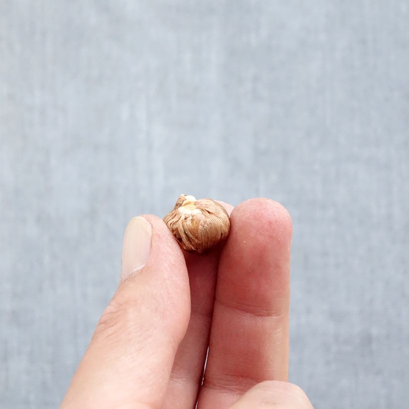 Example of Crocus tommasinianus Barr's Purple Bulbe calibre 5+ as you get in automne