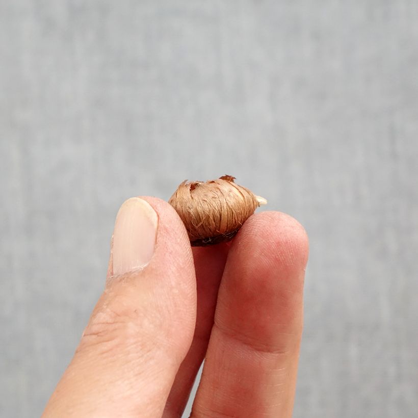 Example of Crocus tommasinianus Ivory Princess Bulbe calibre 5+ as you get in automne